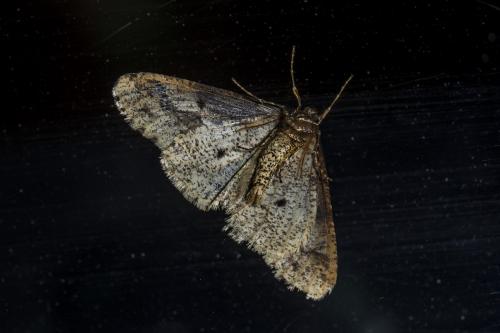 Erannis defoliaria